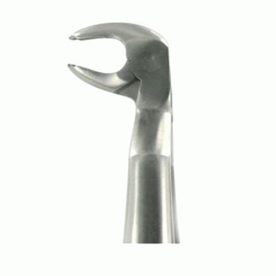 English Extraction Forceps Lower Wisdoms Right 22R